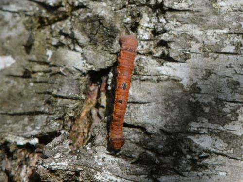 Biston betularia